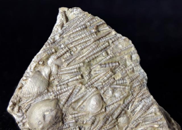 Tentaculites sp. SCHLOTHEIM 1820 - Bild © FossNet FossilienStore